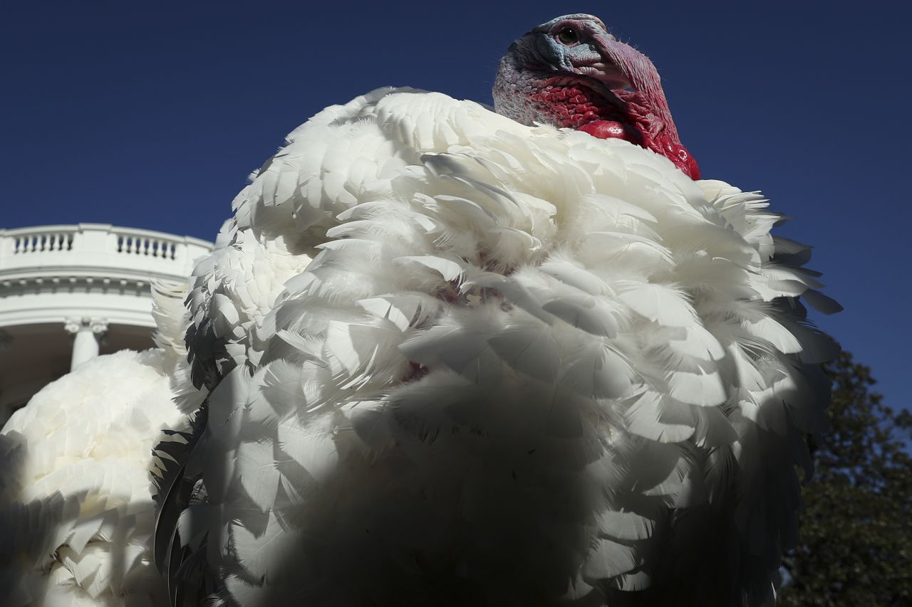 A turkey named Chip roams on the South Lawn of the White House after being 