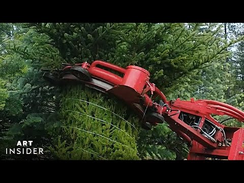 Video How Christmas Trees Are Harvested | Art Insider