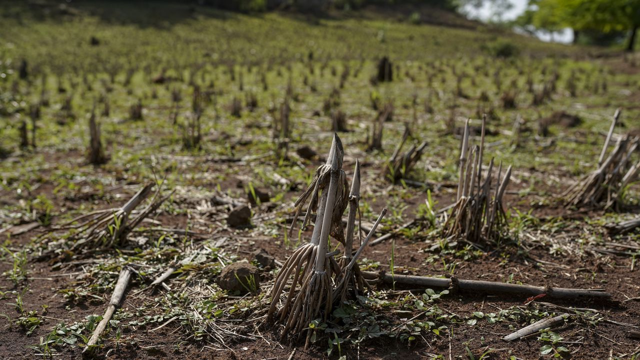 Dead corn plants at a drought-affected farm in Pasaquina, La Union department, El Salvador, on Tuesday, June 6, 2023. Dry weather has parched crops in El Salvador as the El Niño weather threatens food security. 