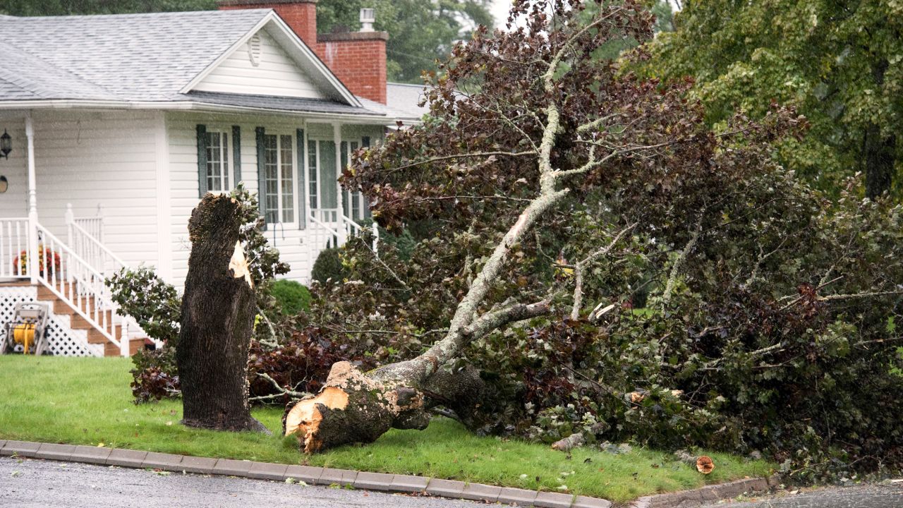 A downed tree is shown in a yard in Fredericton on Saturday.