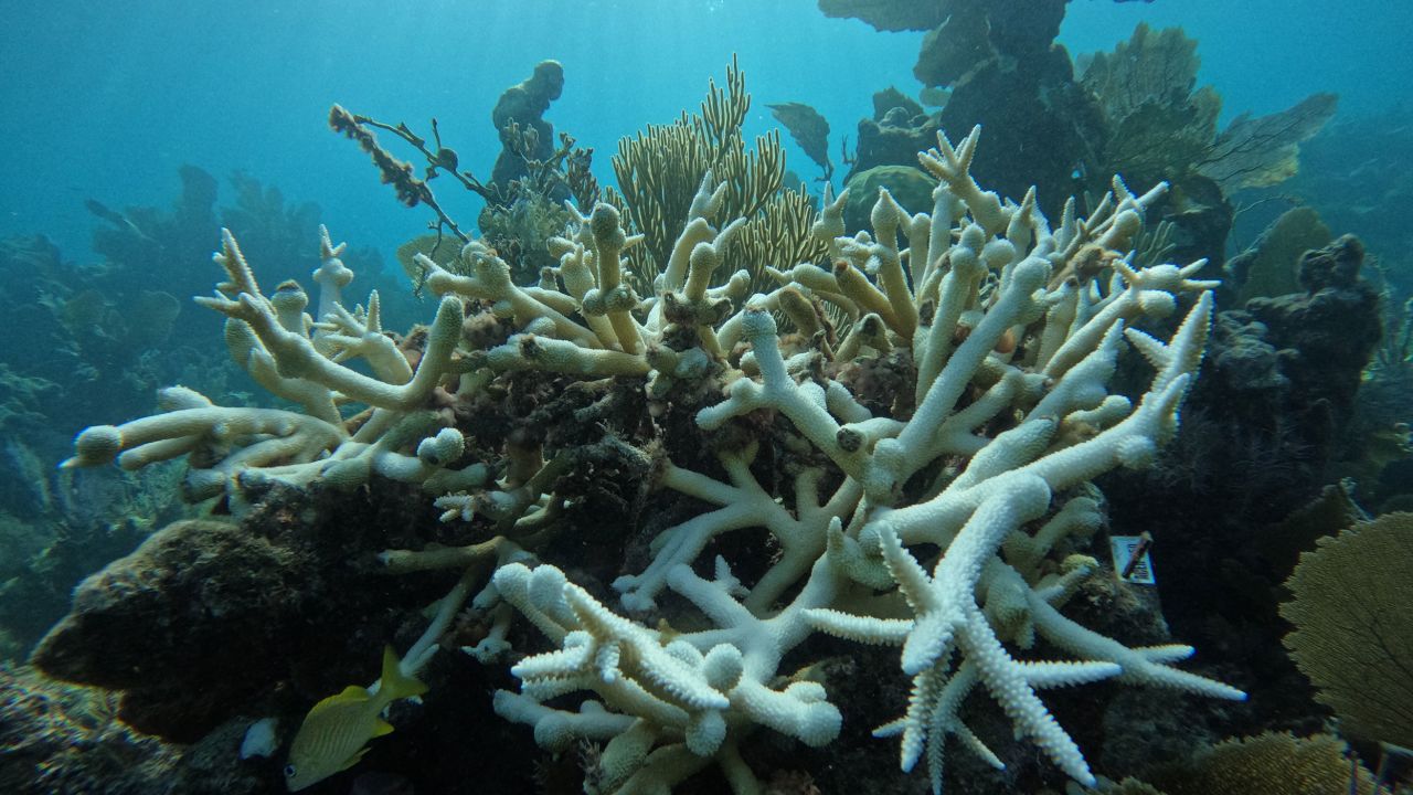 Scientists are cautiously optimistic that some of the coral can recover.