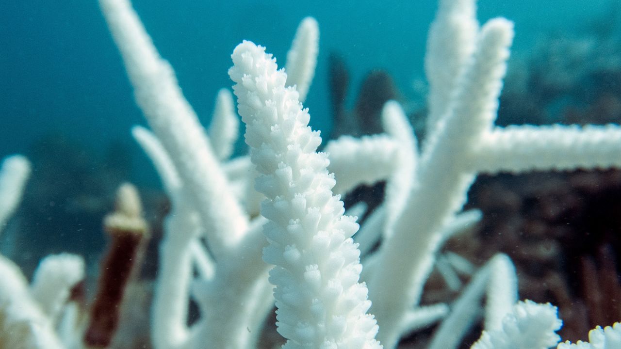 Staghorn coral are bleached near Key Largo. When coral are stressed, they expel their algal food source and slowly starve to death.