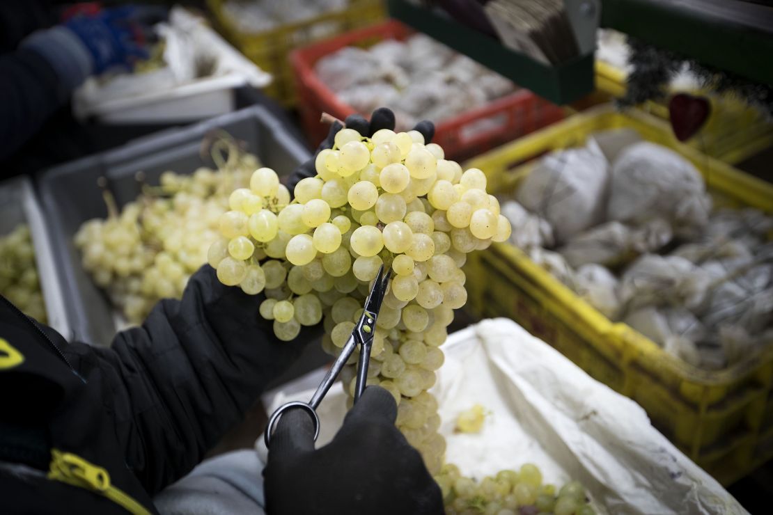 In Spain, they bring in the new year with 12 grapes. The tradition has spread to many Spanish-speaking countries.