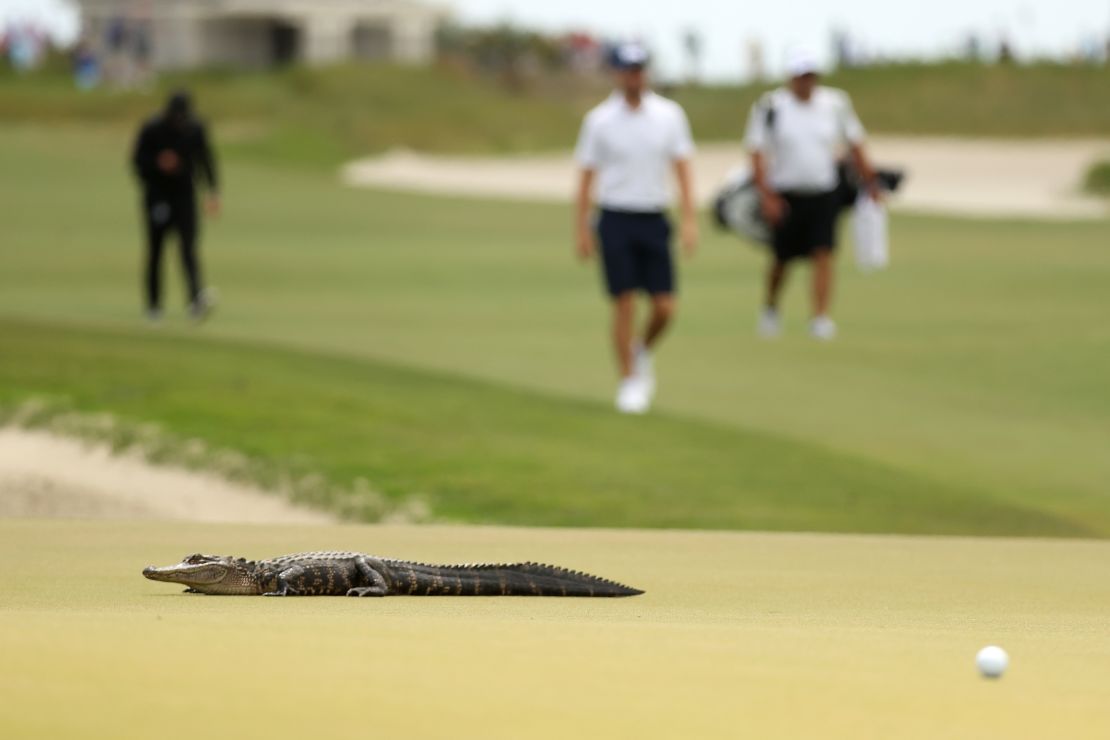An alligator crosses the sixth green at the 2021 PGA Championship, staged at Kiawah Island's Ocean Course.